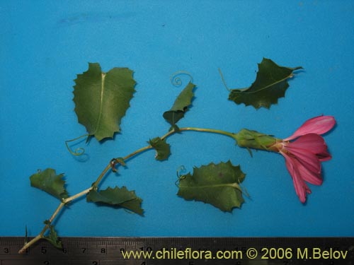 Bild von Mutisia sp. similar Cana     #0649 (). Klicken Sie, um den Ausschnitt zu vergrössern.