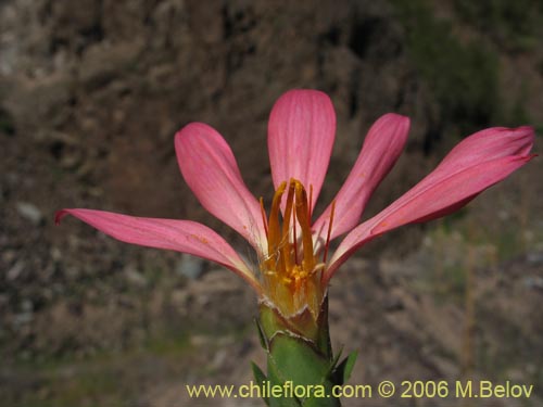 Bild von Mutisia sp. similar Cana     #0649 (). Klicken Sie, um den Ausschnitt zu vergrössern.