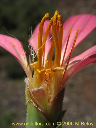 Bild von Mutisia sp. similar Cana     #0649 (). Klicken Sie, um den Ausschnitt zu vergrössern.