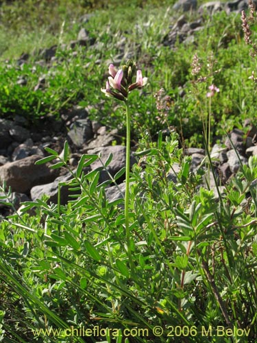 Image of Astragalus cruckshanksii (Hierba loca). Click to enlarge parts of image.