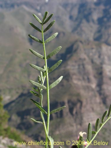 Image of Astragalus cruckshanksii (Hierba loca). Click to enlarge parts of image.