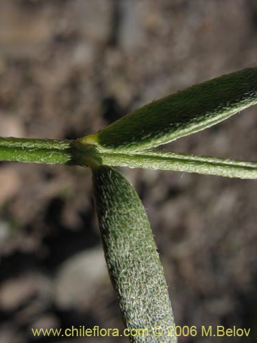 Astragalus cruckshanksiiの写真