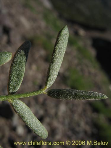 Astragalus cruckshanksiiの写真