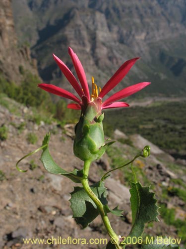 Bild von Mutisia sp. similar Cana     #0649 (). Klicken Sie, um den Ausschnitt zu vergrössern.