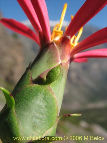 Bild von Mutisia sp. similar Cana     #0649 (). Klicken Sie, um den Ausschnitt zu vergrössern.