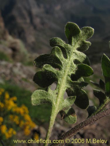 Image of Valeriana sp. #1642 (). Click to enlarge parts of image.