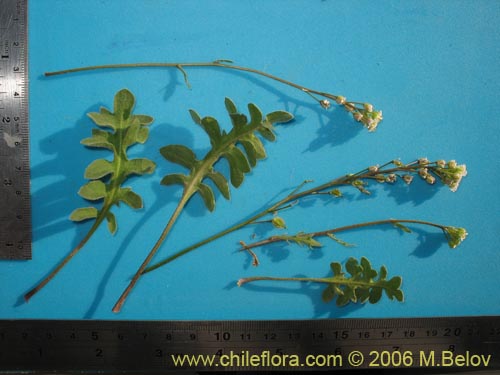 Image of Valeriana sp. #1642 (). Click to enlarge parts of image.