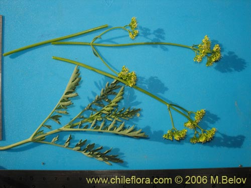 Image of Valeriana verticillata (). Click to enlarge parts of image.