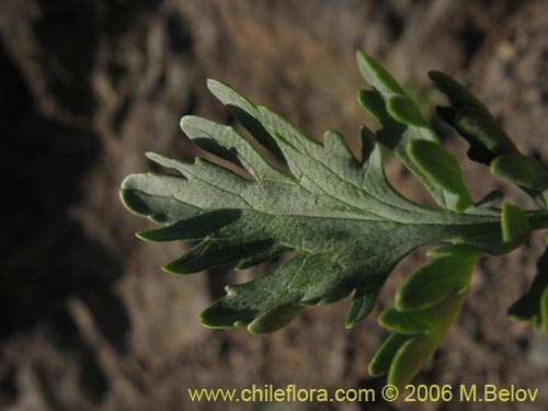 Image of Valeriana verticillata (). Click to enlarge parts of image.