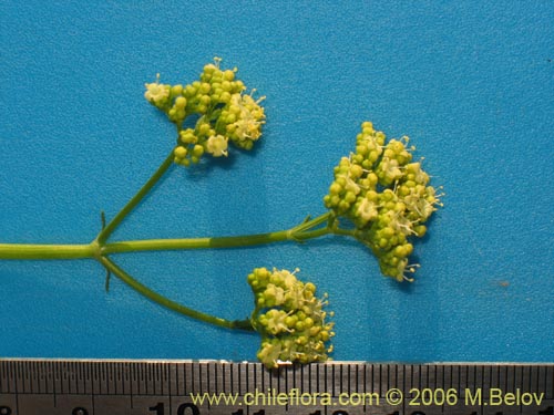 Image of Valeriana verticillata (). Click to enlarge parts of image.