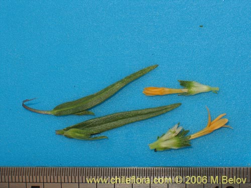 Bild von Collomia cavanillesii (Collomia amarilla). Klicken Sie, um den Ausschnitt zu vergrössern.