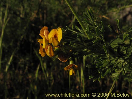 Imágen de Adesmia sp. #1643 (). Haga un clic para aumentar parte de imágen.