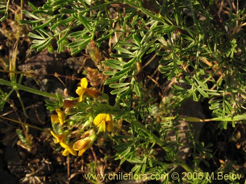 Imágen de Adesmia sp. #1643 (). Haga un clic para aumentar parte de imágen.