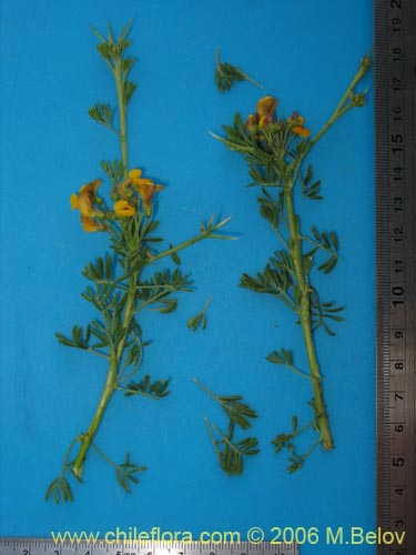 Imágen de Adesmia sp. #1643 (). Haga un clic para aumentar parte de imágen.