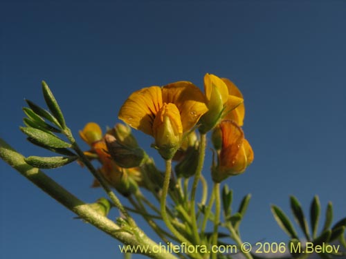 Imágen de Adesmia sp. #1643 (). Haga un clic para aumentar parte de imágen.