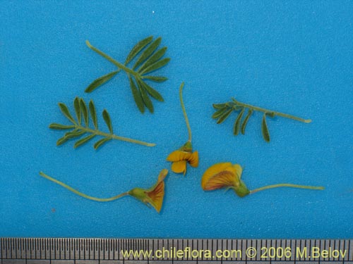 Imágen de Adesmia sp. #1643 (). Haga un clic para aumentar parte de imágen.