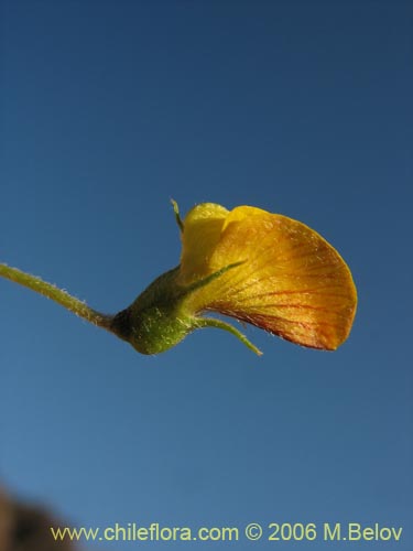 Bild von Adesmia sp. #1643 (). Klicken Sie, um den Ausschnitt zu vergrössern.