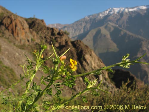 Bild von Adesmia sp. #1643 (). Klicken Sie, um den Ausschnitt zu vergrössern.
