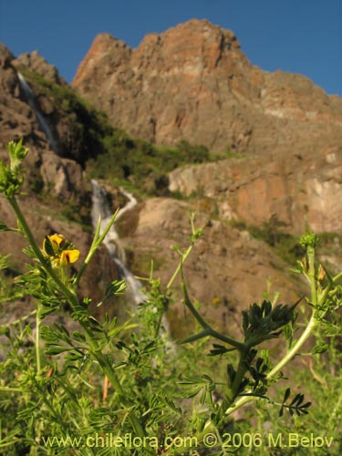 Bild von Adesmia sp. #1643 (). Klicken Sie, um den Ausschnitt zu vergrössern.