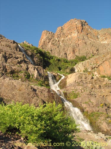 Bild von Adesmia sp. #1643 (). Klicken Sie, um den Ausschnitt zu vergrössern.