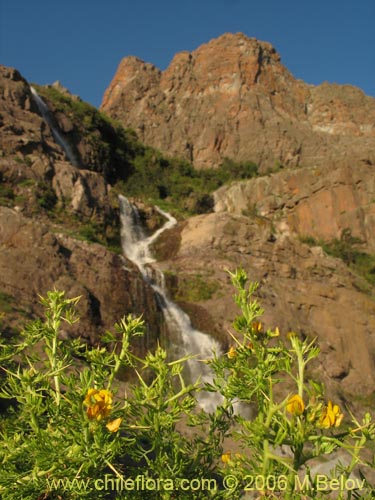 Bild von Adesmia sp. #1643 (). Klicken Sie, um den Ausschnitt zu vergrössern.