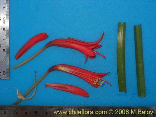 Bild von Phycella scarlatina (). Klicken Sie, um den Ausschnitt zu vergrössern.