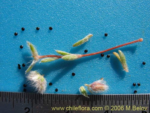 Image of Montiopsis sp. #2401 (). Click to enlarge parts of image.