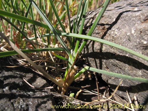 Poaceae sp. #3089의 사진