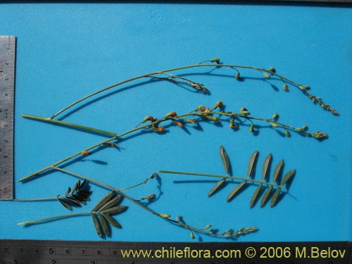 Image of Adesmia sp. #1639 (). Click to enlarge parts of image.