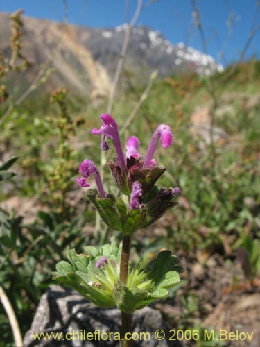 Image of Lamium aplexicaule (). Click to enlarge parts of image.