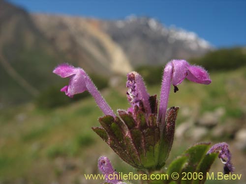 Image of Lamium aplexicaule (). Click to enlarge parts of image.