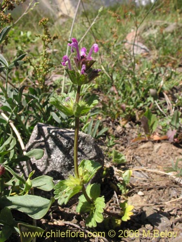 Image of Lamium aplexicaule (). Click to enlarge parts of image.