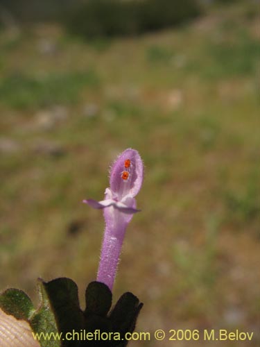 Image of Lamium aplexicaule (). Click to enlarge parts of image.