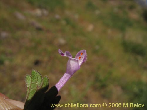 Bild von Lamium aplexicaule (). Klicken Sie, um den Ausschnitt zu vergrössern.