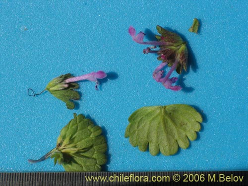 Bild von Lamium aplexicaule (). Klicken Sie, um den Ausschnitt zu vergrössern.