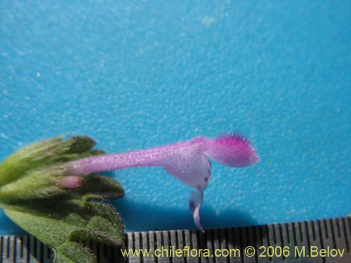 Bild von Lamium aplexicaule (). Klicken Sie, um den Ausschnitt zu vergrössern.