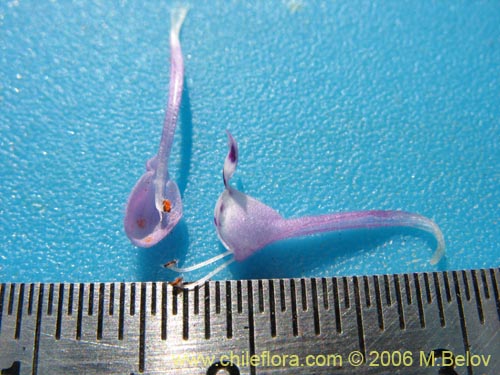 Bild von Lamium aplexicaule (). Klicken Sie, um den Ausschnitt zu vergrössern.