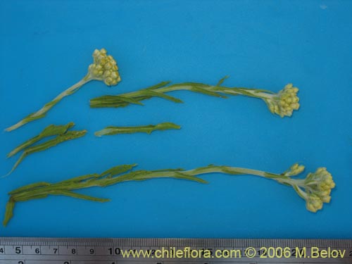 Image of Gnaphalium andicola (). Click to enlarge parts of image.