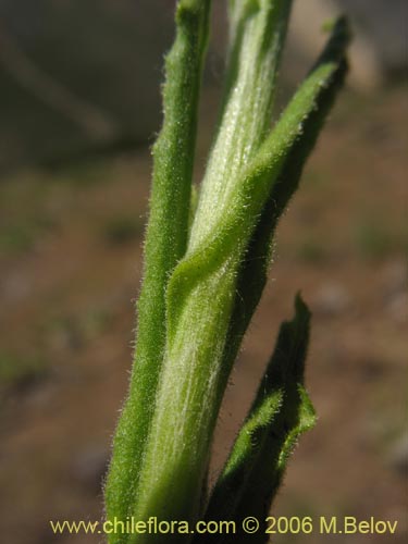 Image of Gnaphalium andicola (). Click to enlarge parts of image.