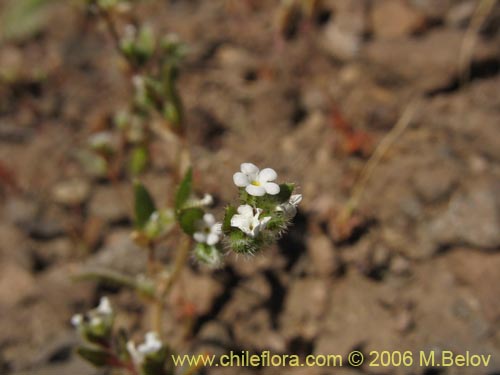 Image of Boraginaceae sp. #1378 (). Click to enlarge parts of image.