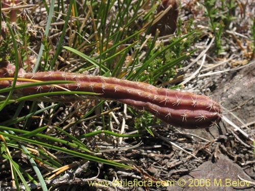 Austrocactus spiniflorusの写真