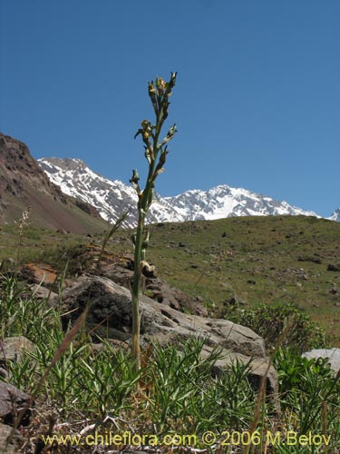 Image of Chloraea disoides var. picta (). Click to enlarge parts of image.