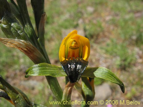 Image of Chloraea disoides var. picta (). Click to enlarge parts of image.