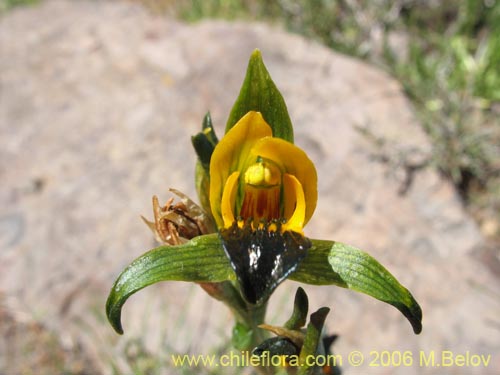 Image of Chloraea disoides var. picta (). Click to enlarge parts of image.
