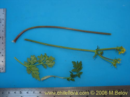 Bild von Sanicula graveolens (Perejil del monte / Asta de cabra). Klicken Sie, um den Ausschnitt zu vergrössern.