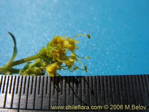 Bild von Sanicula graveolens (Perejil del monte / Asta de cabra). Klicken Sie, um den Ausschnitt zu vergrössern.