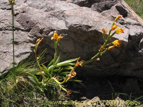 Chloraea alpina의 사진