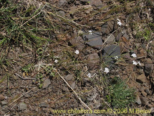 Bild von Leucheria sp. #1645 (). Klicken Sie, um den Ausschnitt zu vergrössern.