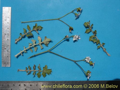 Bild von Leucheria sp. #1645 (). Klicken Sie, um den Ausschnitt zu vergrössern.