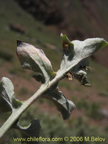 Bild von Leucheria sp. #1645 (). Klicken Sie, um den Ausschnitt zu vergrössern.